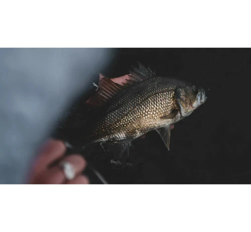 Daiwa 23 Steez Aii TW 1000 Baitcast Fishing Reel - Image 4